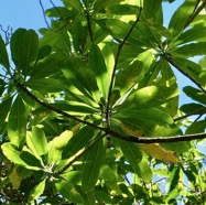 Ochrosia borbonica.bois jaune.apocynaceae.endémique Réunion Maurice..jpeg